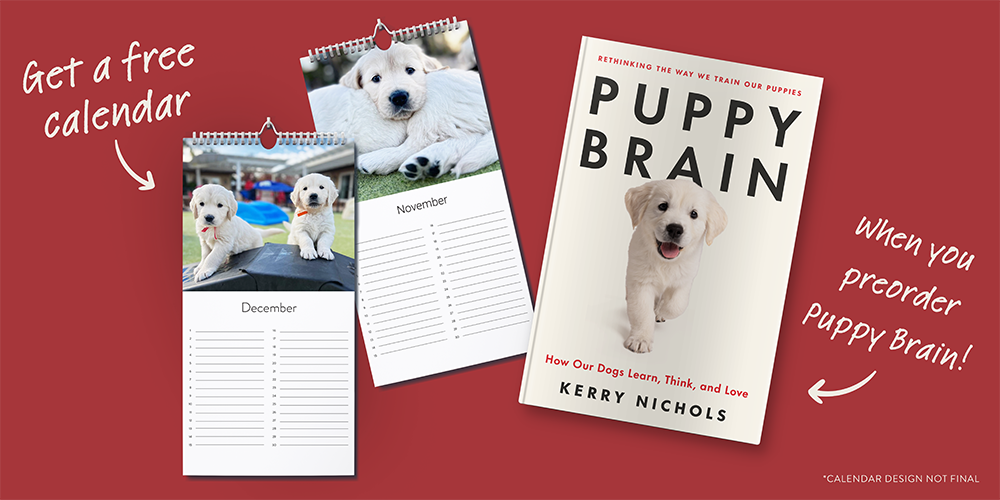 Puppy Brain calendar and book
