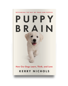 Cover of the book "puppy brain" by kerry nichols featuring a happy golden retriever puppy bounding towards the viewer, with titles about how dogs learn, think, and love.